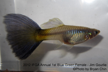 blue green female guppy